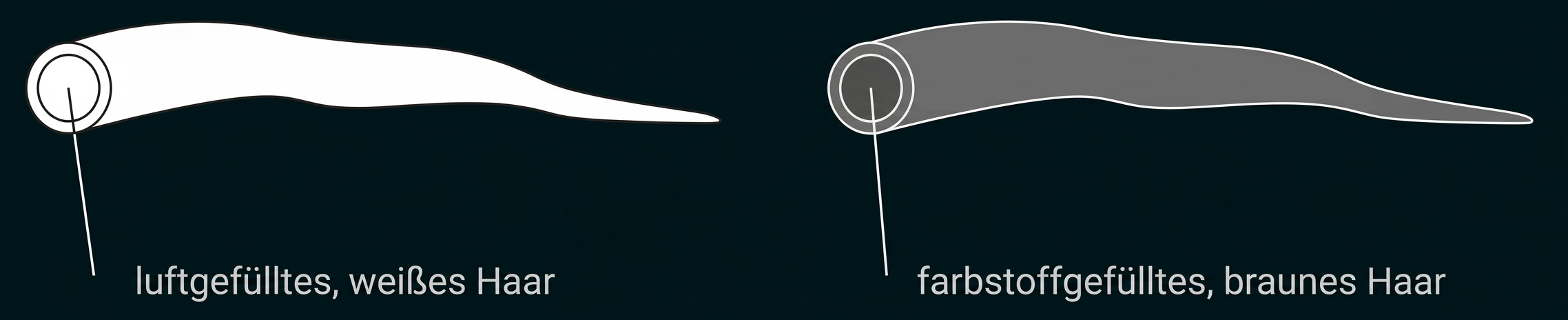 Schematische Darstellung von weißem luftgefülltem und braunem farbstoffgefülltem Haar.